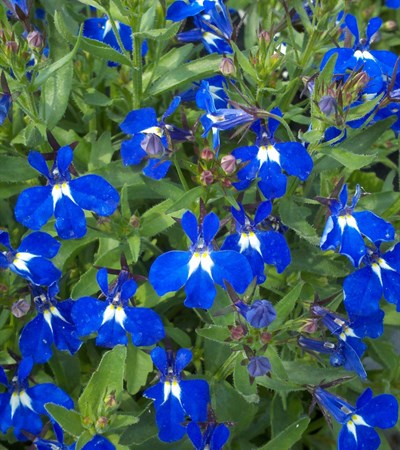 Lobelia Techno® Heat Upright Dark Blue